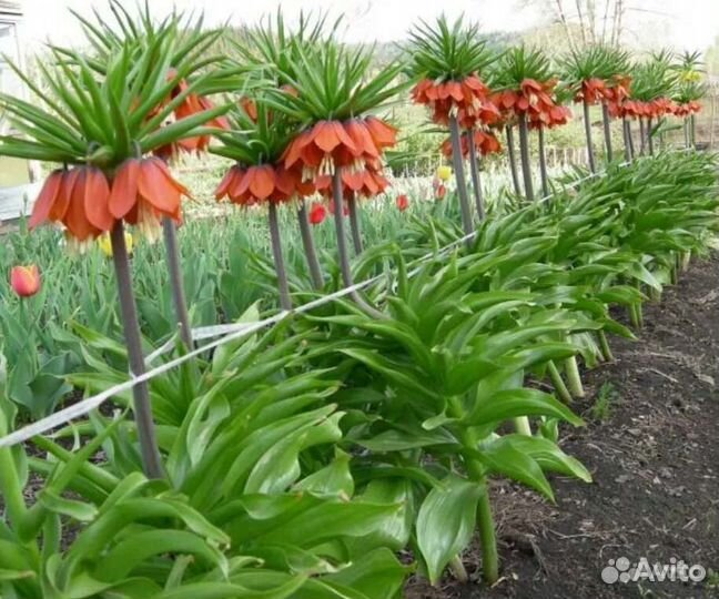 Рябчик императорский