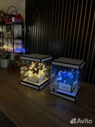 Бабочки в аквариуме