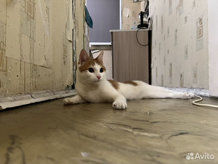 Кот в добрые руки