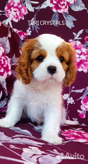Кавалер Кинг чарльз спаниель