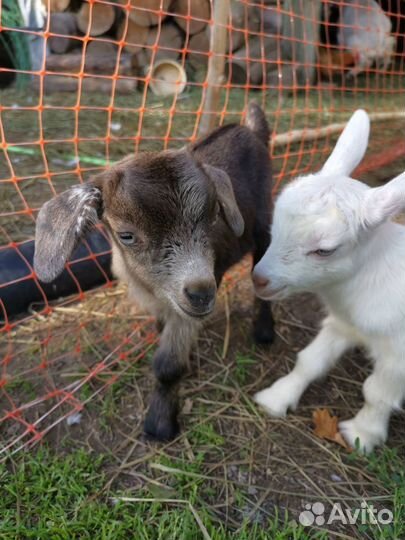 Камерунские козы козочки