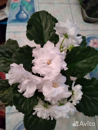 Фиалки сортовые стрептокарпусы