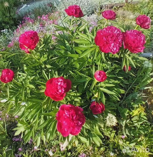 Пион Рубра Плена