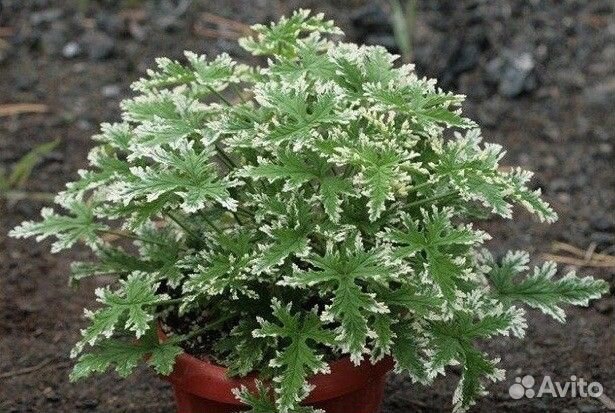 Пеларгония душистая Fragrant Frosty - молодое раст