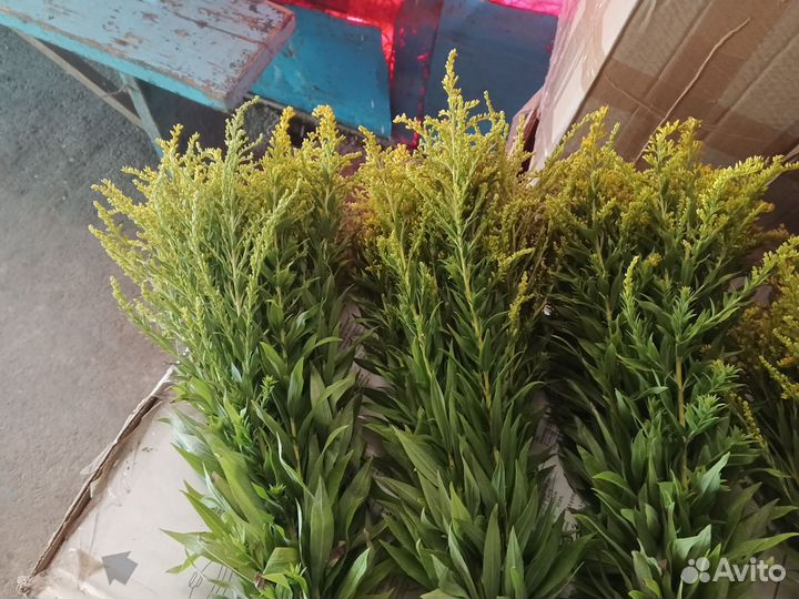 Золотарник канадский