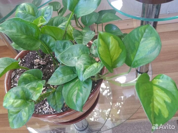 Сциндапсусы