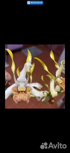 Орхидея Chanchao x lasianthera дендробиум
