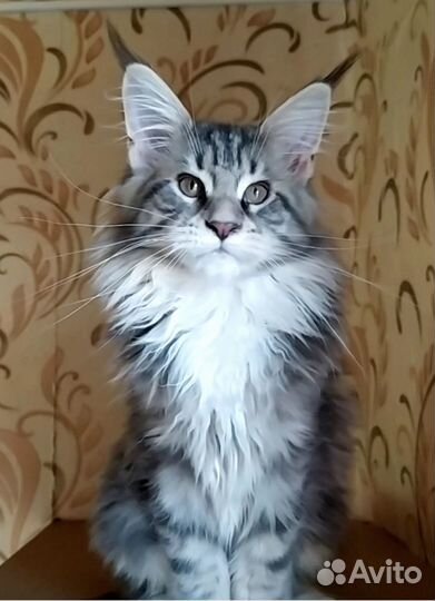Котята мейн-кун продажа