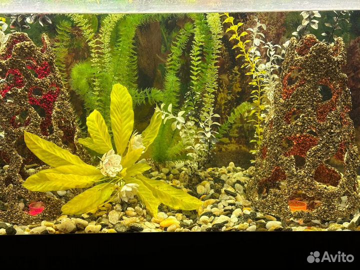 Аквариум