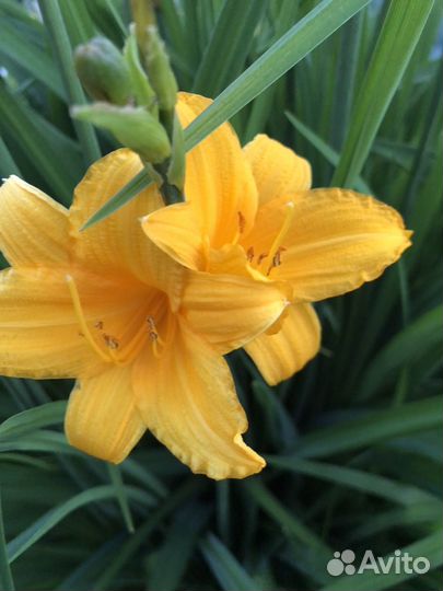 Лилейники сортовые