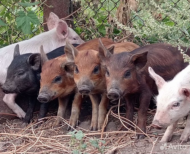 Поросята разные