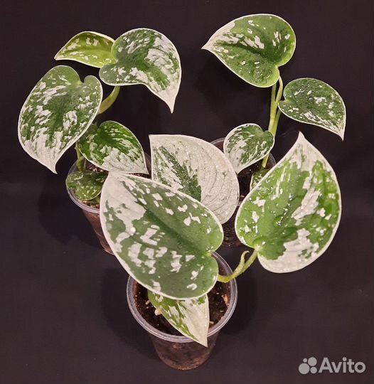 Сциндапсусы