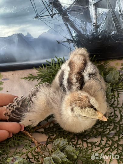 Цыплята суточные Брама, Амераукана