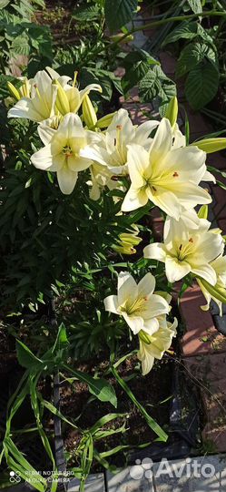 Многолетники садовые