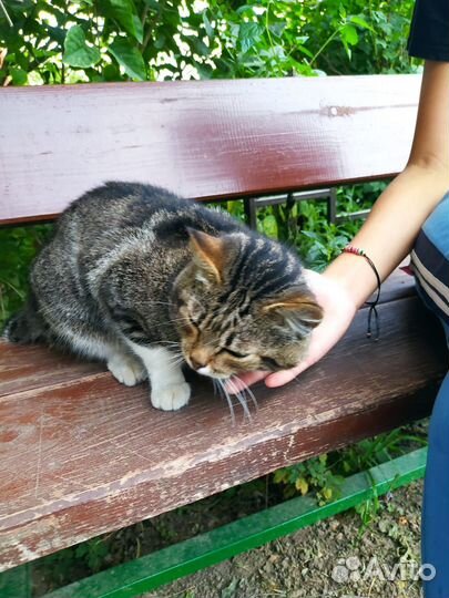 Тимка - друг семьи