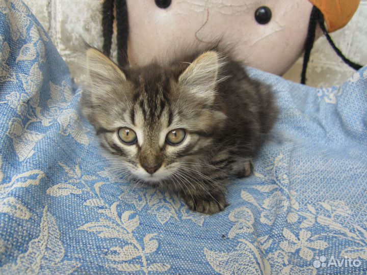 Отдам котиков в хорошие руки