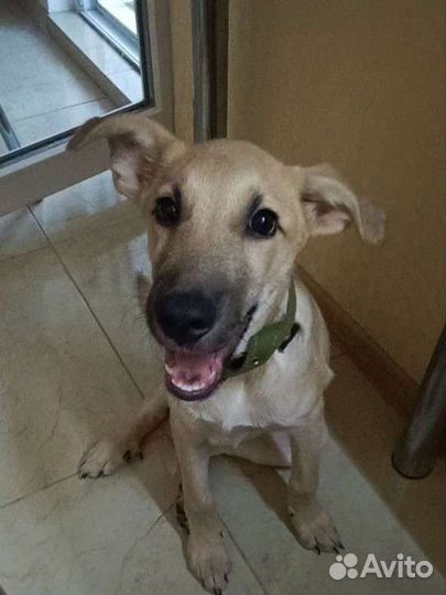 Мальчик ищет дом