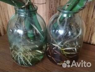 Монстера Комнатное Цветы