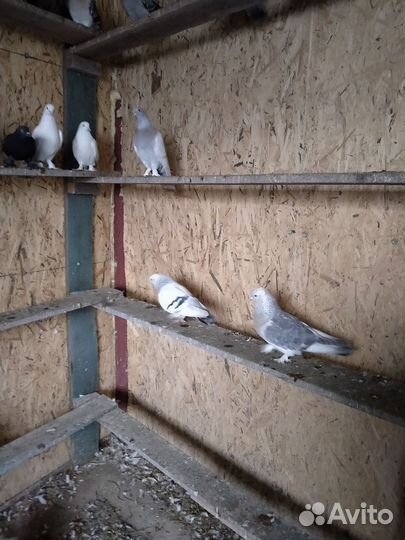 Голуби турецкие такла