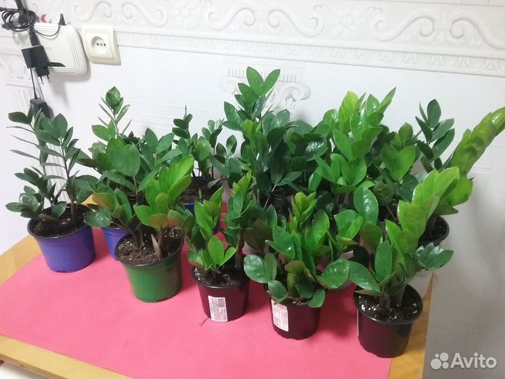 Замиокулькас