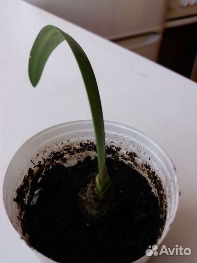 Амариллис детки луковки