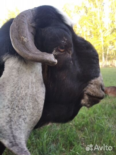 Нубийский козел