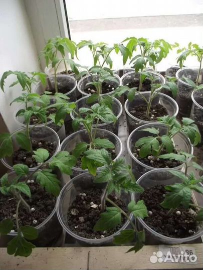 Рассада помидор