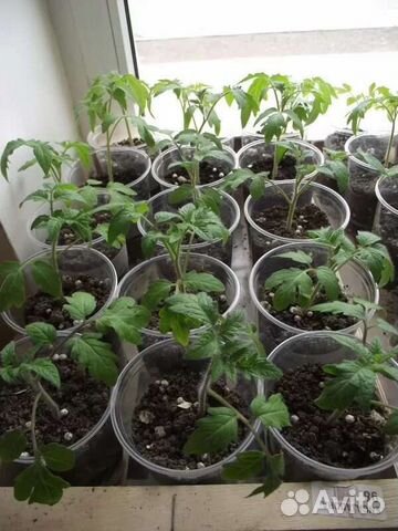 Рассада помидор