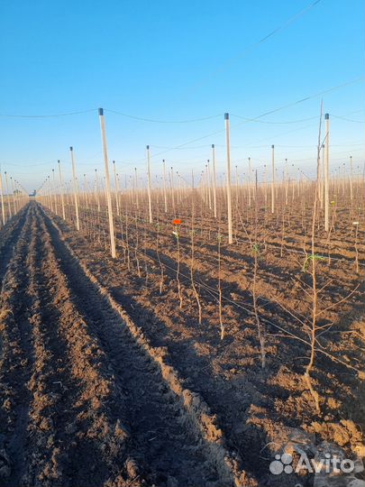 Столбы бетонные шпалерные для сада