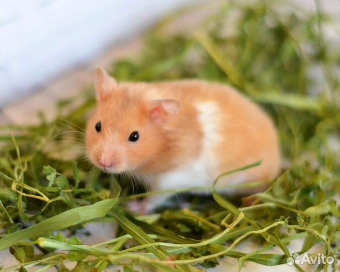 Сирийский хомяк малыш