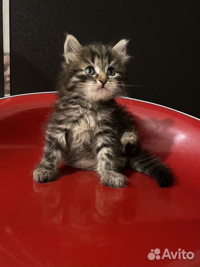 Котенок в добрые руки