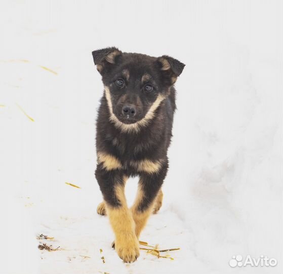 Собачки в добрые ручки Девчушки-чернушки