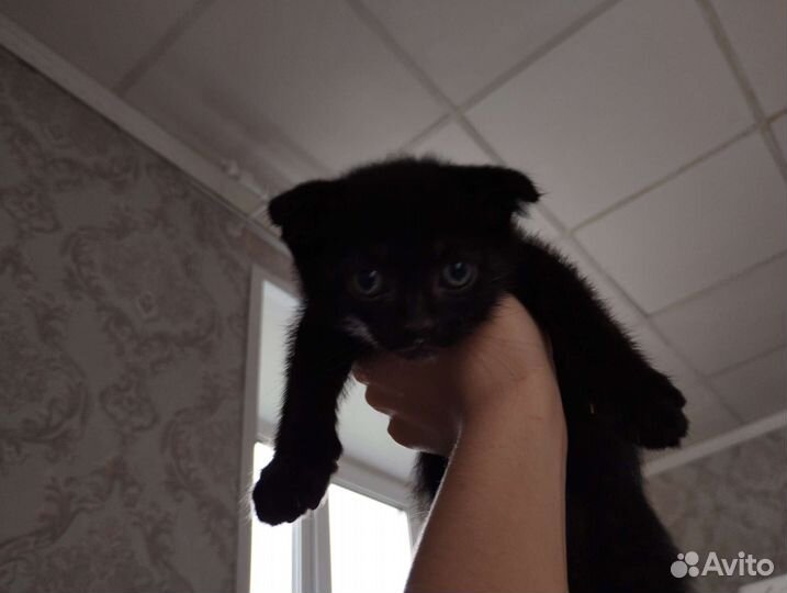 Котята отдам бесплатно