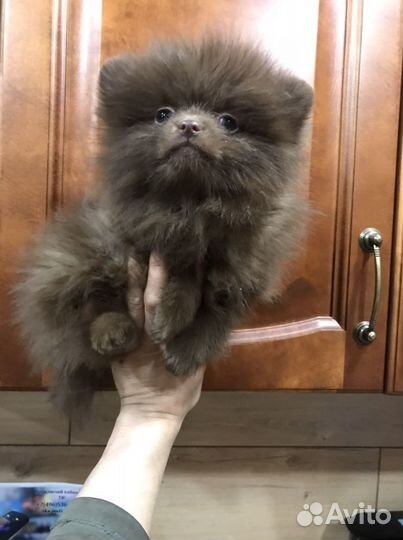 Шпиц померанский шоколадные мишки