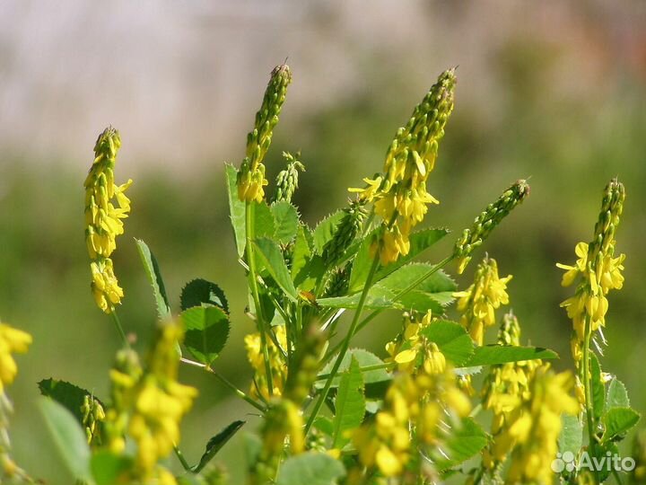 Донник желтый оптом семена