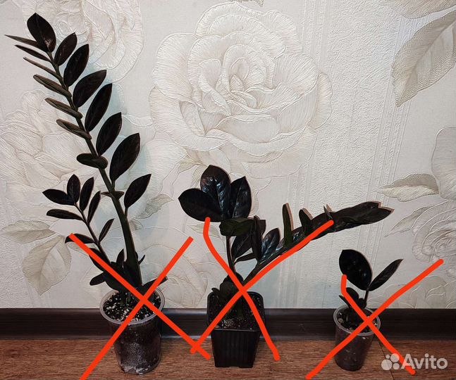 Замиокулькас Равен