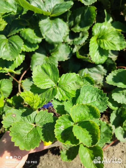 Усы клубники Азия, Купчиха