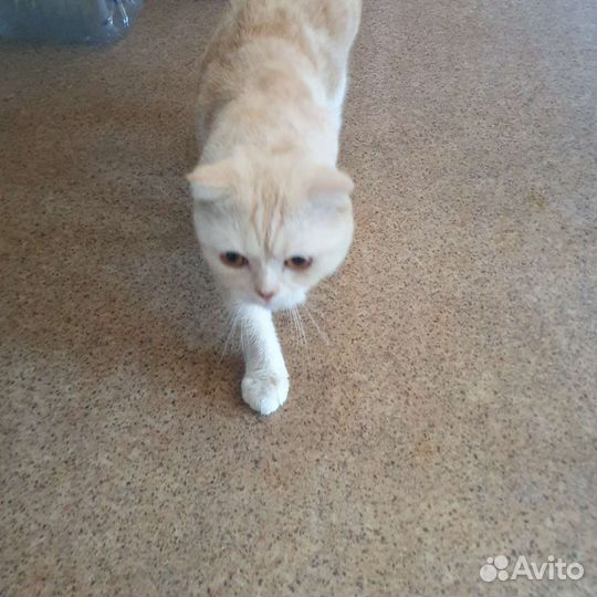Скоттиш фолд вязка