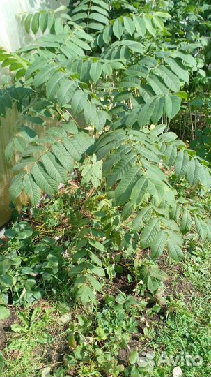 Манжурский орех