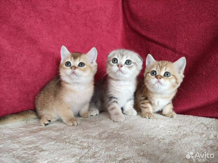 Котята очень красивые