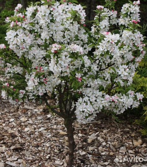 Яблони декоративные