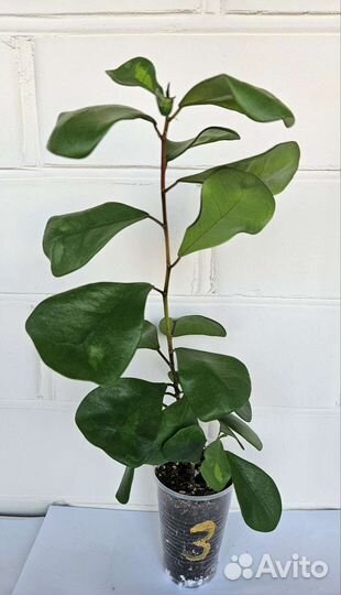 Фикус Треугольный Кокетка (Триангулярис)