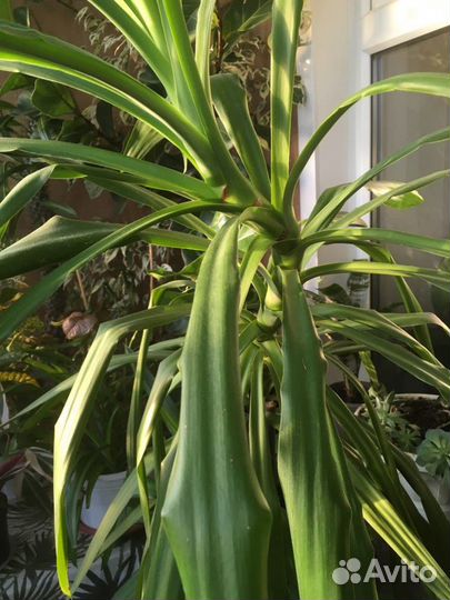 Пальма юкка