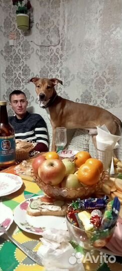 Стаффорд полукровка