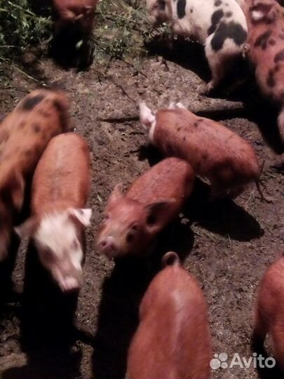 Поросята
