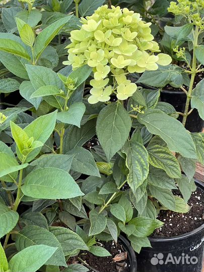 Гортензия метельчатая Скайфолл