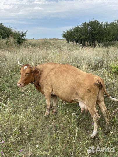 Коровы и телята