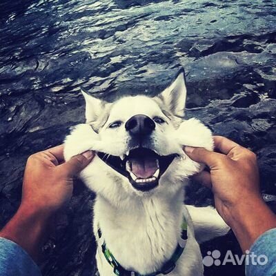 Андроид тв Приставка