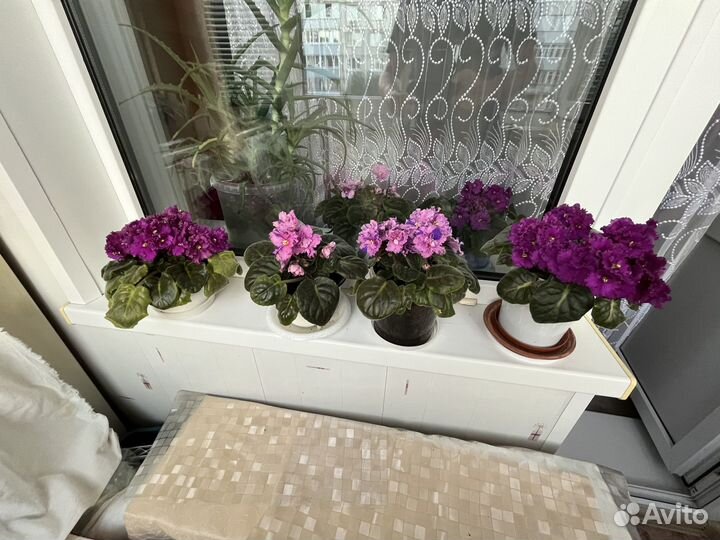 Комнатные растения Фиалки