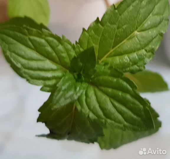 Мята шоколадная, яблочная и др